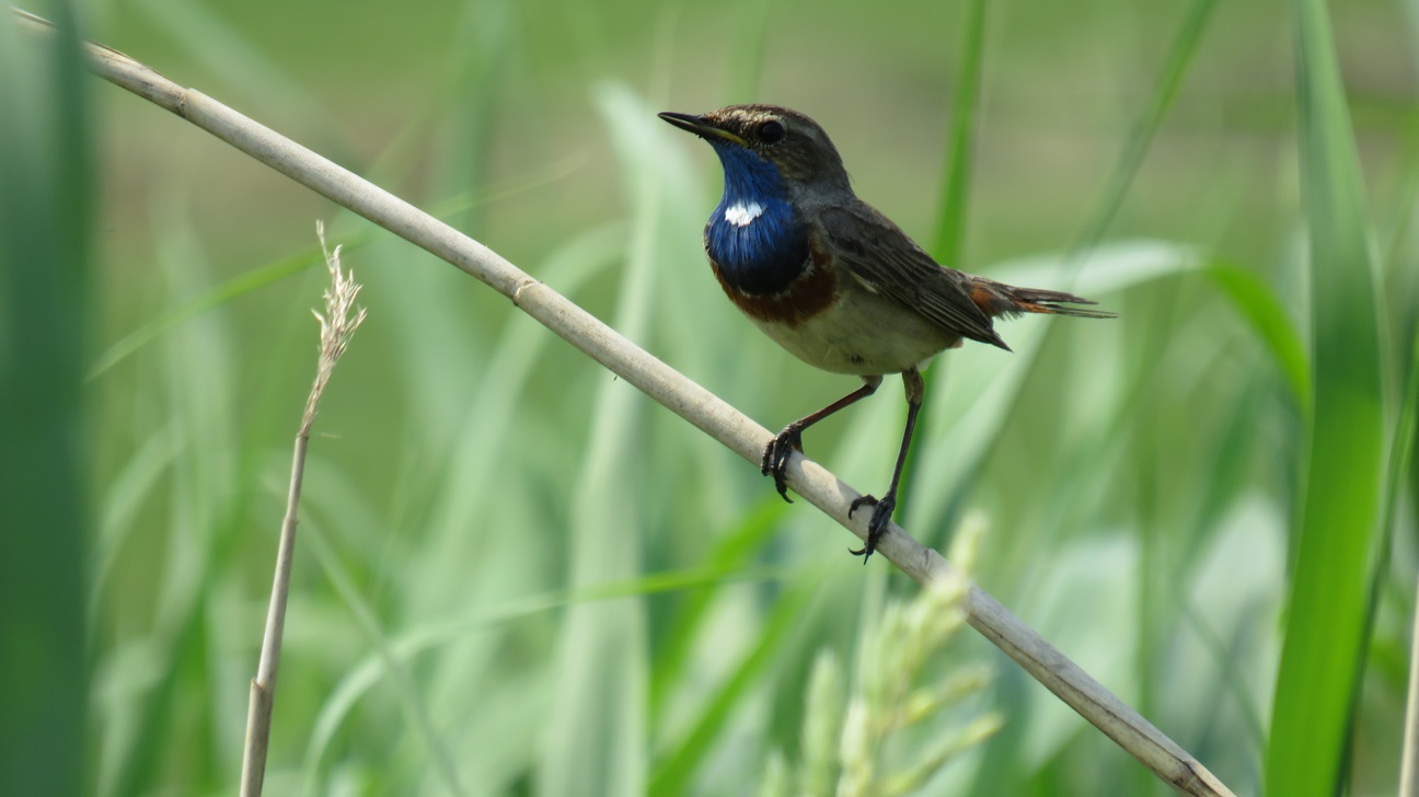 Blaukehlchen