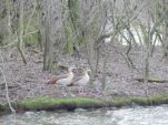 Nilgänse